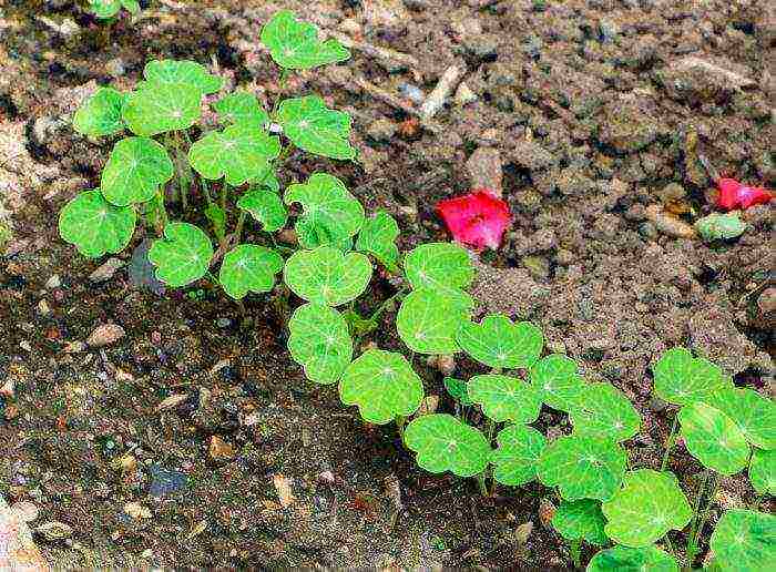 pagtatanim at pangangalaga ng nasturtium sa bukas na bukid sa isang trellis