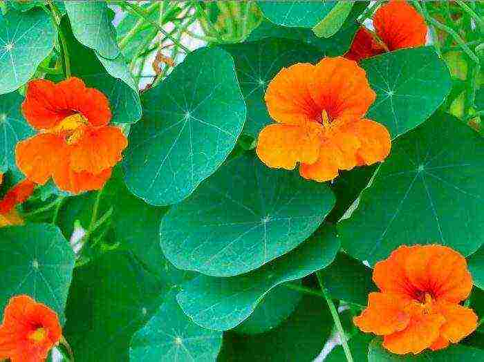 nasturtium planting and care in the open field on a trellis