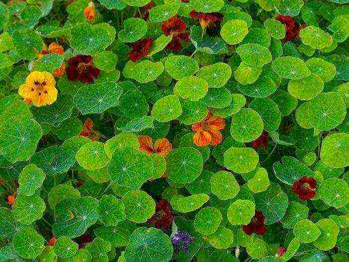 nasturtium planting and care in the open field on a trellis