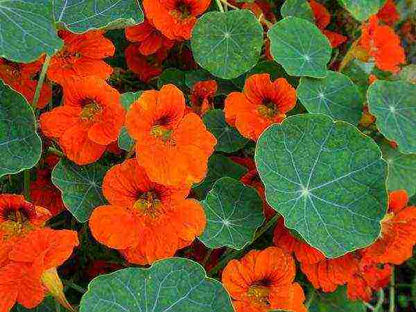 nasturtium planting and care in the open field on a trellis