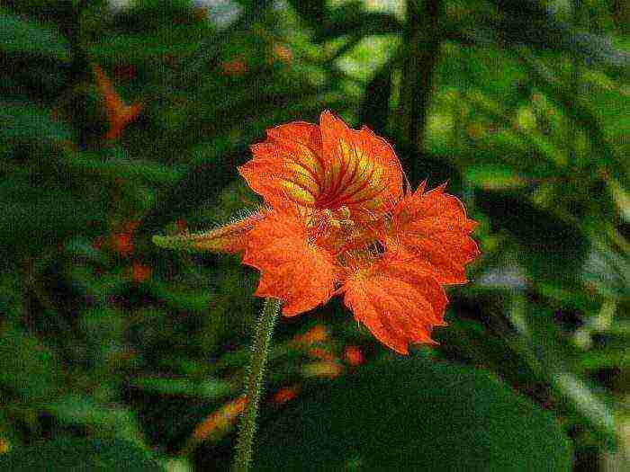 nasturtium planting and care in the open field on a trellis