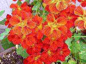 nasturtium planting and care in the open field on a trellis