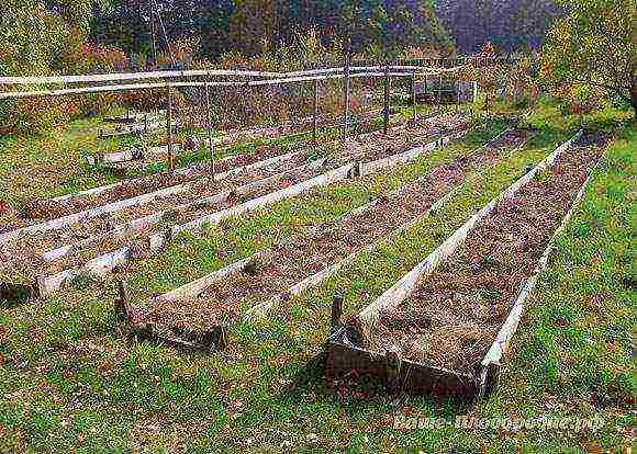 whether it is necessary to soak peas before planting in open ground