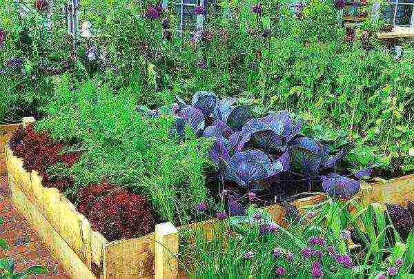 whether it is necessary to soak peas before planting in open ground