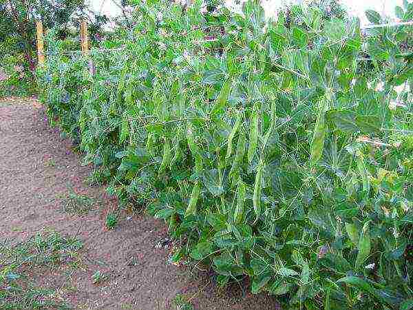 whether it is necessary to soak peas before planting in open ground