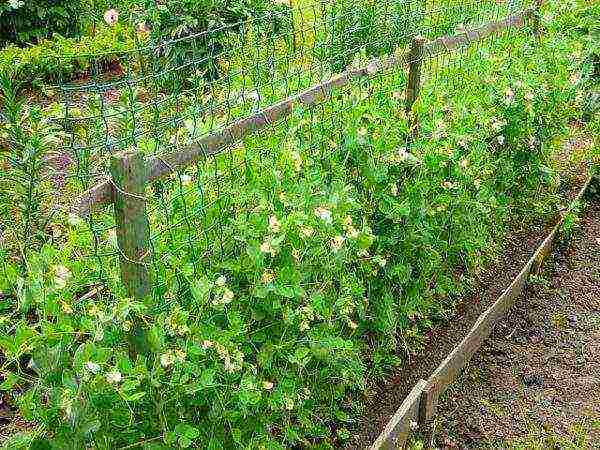 whether it is necessary to soak peas before planting in open ground