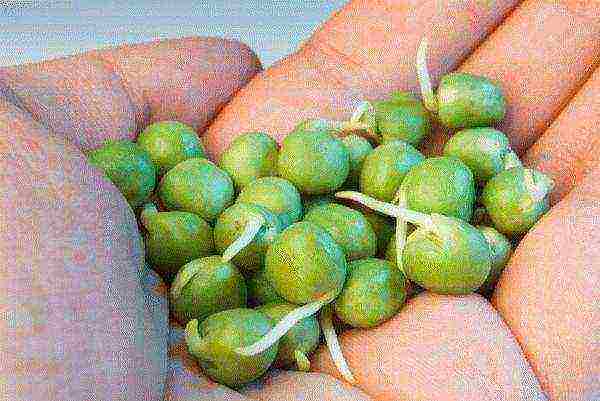 whether it is necessary to soak peas before planting in open ground