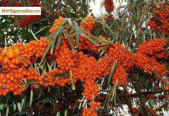 malaking sea buckthorn pinakamahusay na mga pagkakaiba-iba