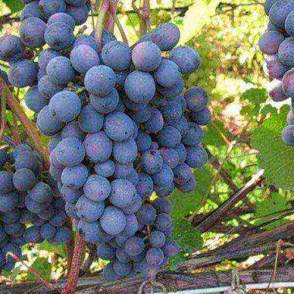 overview of the best grape varieties