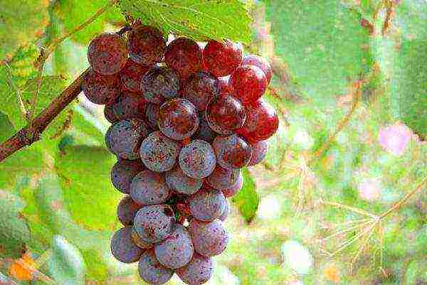 overview of the best grape varieties