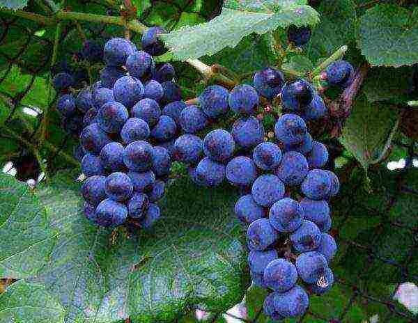 overview of the best grape varieties