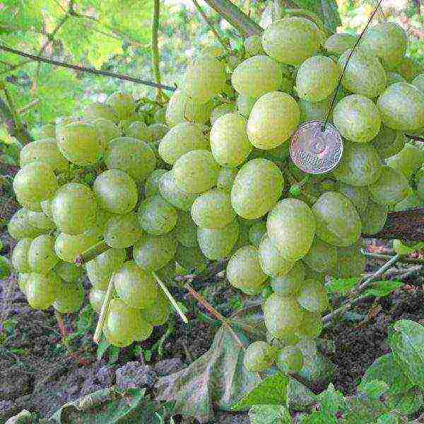 overview of the best grape varieties