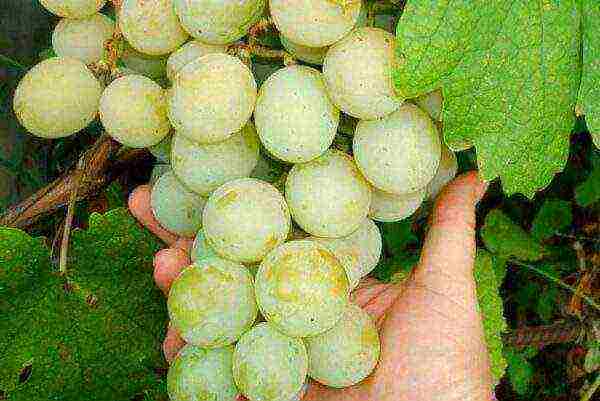 overview of the best grape varieties