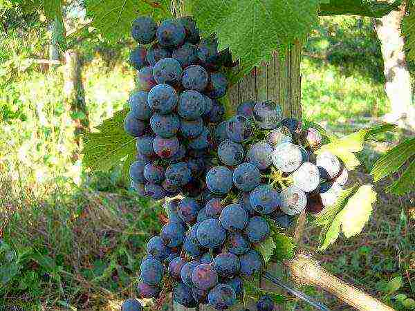 overview of the best grape varieties