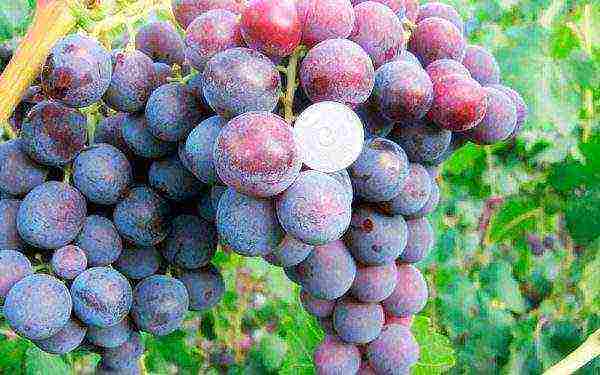 overview of the best grape varieties