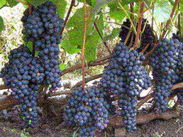 overview of the best grape varieties