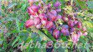 overview of the best grape varieties