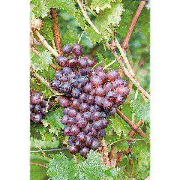 overview of the best grape varieties