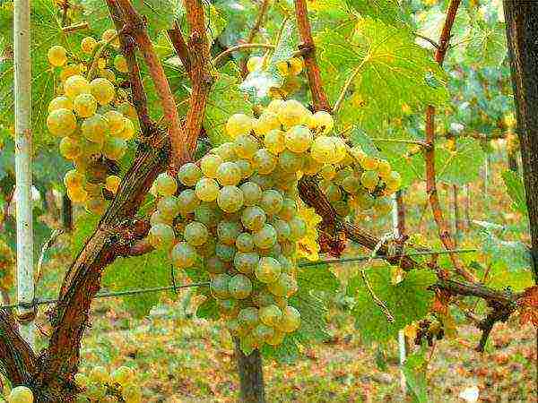 overview of the best grape varieties