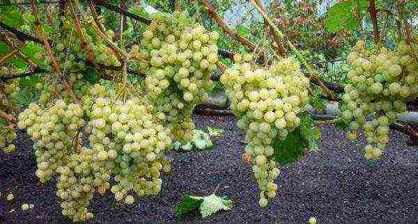 overview of the best grape varieties