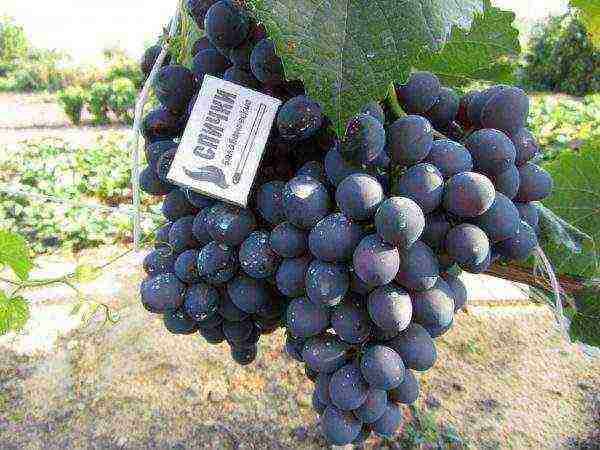 overview of the best grape varieties