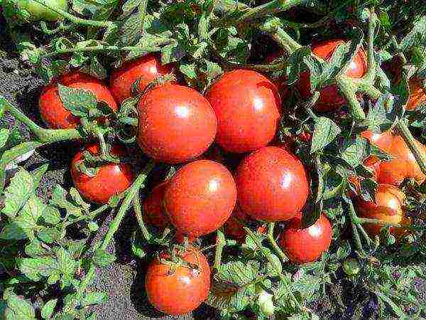 very good varieties of tomato