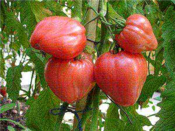 very good varieties of tomato