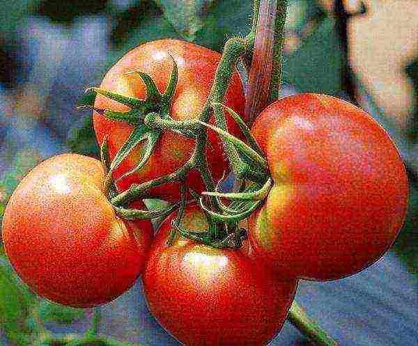 very good varieties of tomato