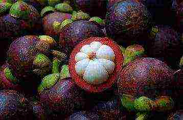 hainan island what fruits are grown on the island