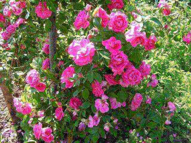 park roses the best varieties