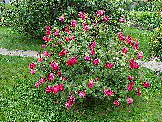 park roses the best varieties