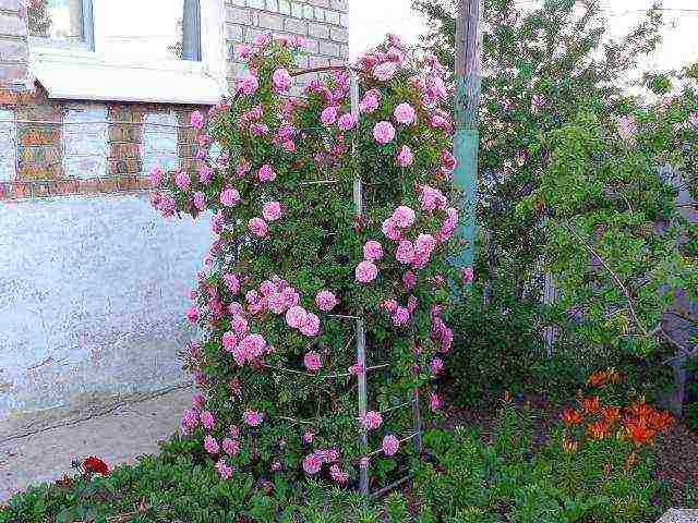 park roses the best varieties