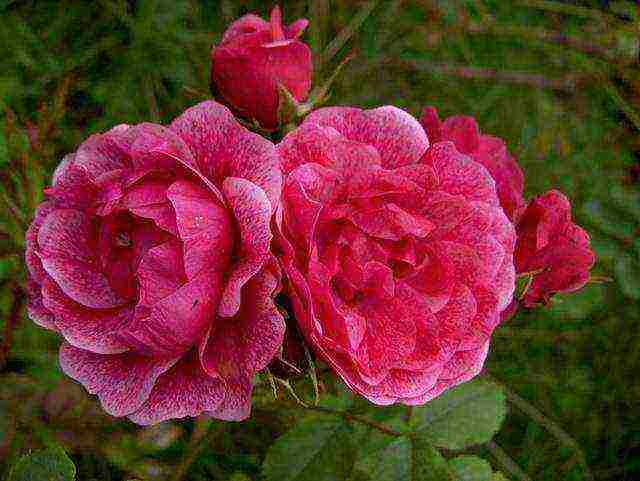 park roses the best varieties