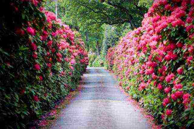 park roses the best varieties