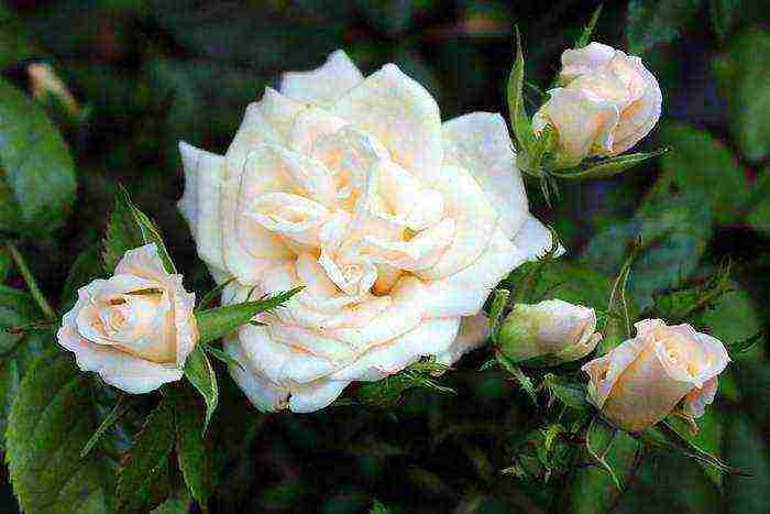 park roses the best varieties