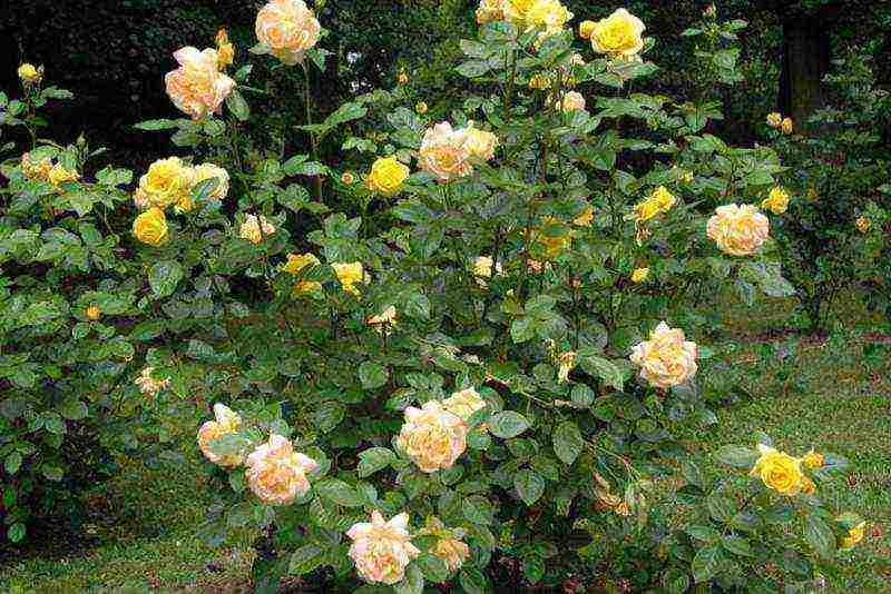 park roses the best varieties