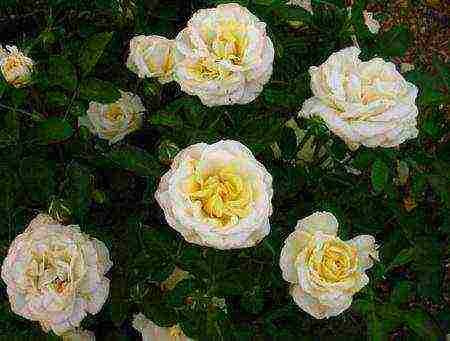 park roses the best varieties