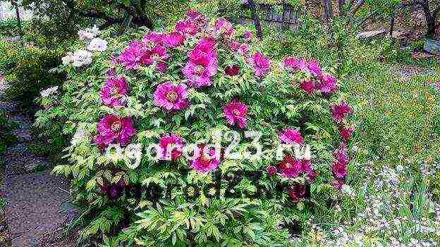 peony tree dilaw na pagtatanim at pag-aalaga sa bukas na bukid