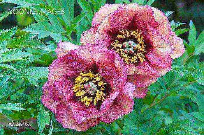 peony tree yellow planting and care in the open field