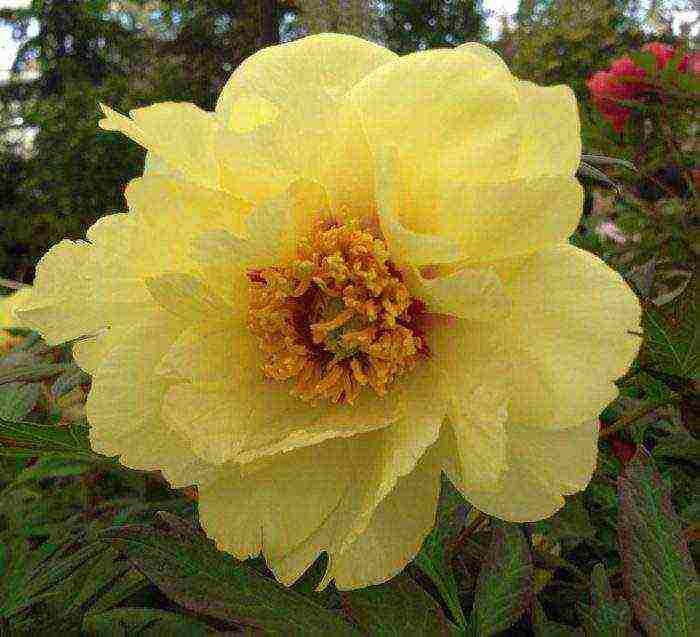 peony tree yellow planting and care in the open field