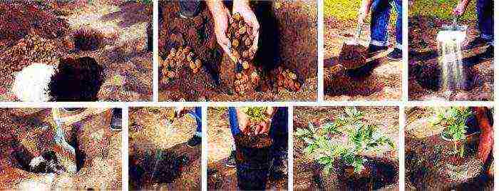 peony tree yellow planting and care in the open field