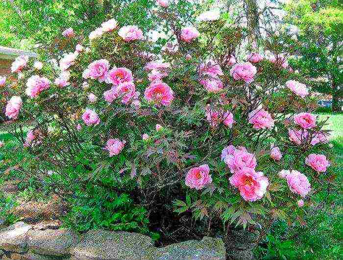 peony tree yellow planting and care in the open field