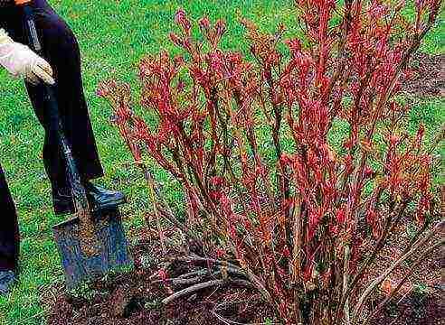 peony tree yellow planting and care in the open field