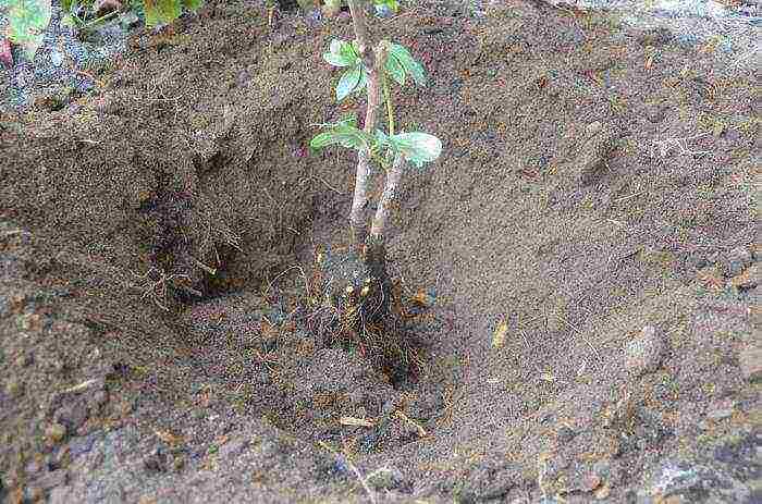 peony tree yellow planting and care in the open field