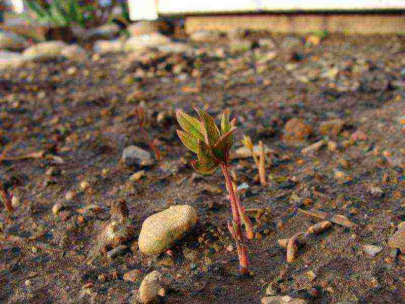 peony tree yellow planting and care in the open field