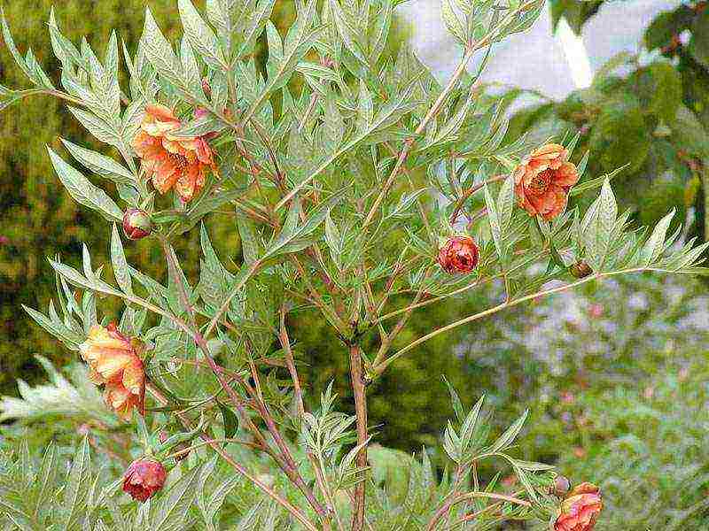 peony tree dilaw na pagtatanim at pag-aalaga sa bukas na bukid