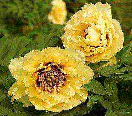 peony tree yellow planting and care in the open field
