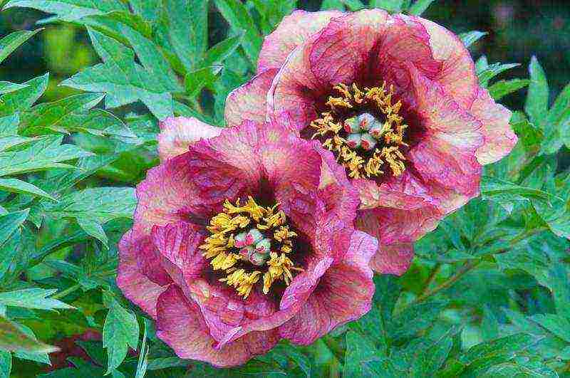 peony tree yellow planting and care in the open field