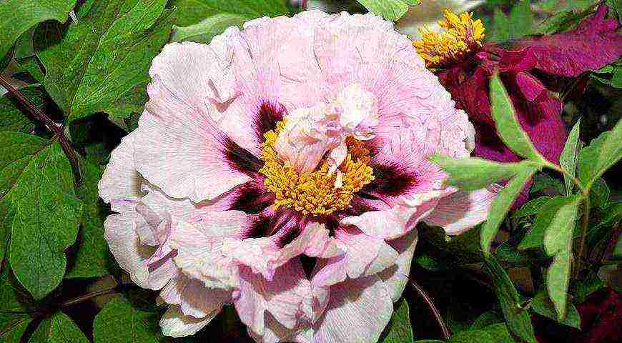 peony tree yellow planting and care in the open field