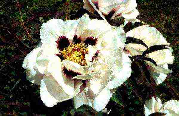 peony tree yellow planting and care in the open field